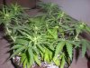 jan20LemonSkunk.jpg