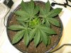 Appalachian Rock Bud 3 weeks.jpg