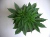 applachian rock bud week  4.jpg