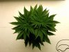 Appalachian Rock Bud week 5.jpg