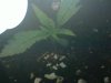 grow shot 1.jpg