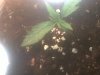 grow shot.jpg