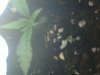 grow shot 2.jpg
