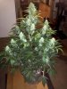 plant1.jpg plant1.jpg