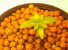 confidential cheese grow 005.jpg confidential cheese grow 005.jpg