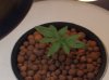 confidential cheese grow 006.jpg confidential cheese grow 006.jpg