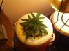 my grow #2 008.jpg my grow #2 008.jpg