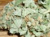 BlueBerry (DJShort) (7).JPG