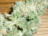 BlueBerry (DJShort) (8).JPG