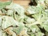BlueBerry (DJShort) (9).JPG
