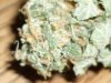BlueBerry (DJShort) (10).JPG