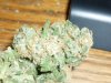 BlueBerry (DJShort) (11).JPG