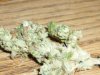 GrapeFruit (8).JPG