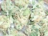 White Rhino (4).JPG