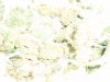 White Rhino (8).JPG
