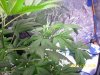 day 36 of third plant january 23rd 2012   2.JPG