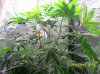 day 46 of second plant january 23rd 2012   3.JPG
