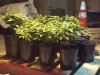 Unknown SC wk6 day2 veg & BG-G13 seedlings.jpg
