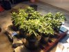 Unknown SC garden wk6 day2 veg.jpg