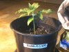 BG seedling.jpg