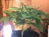 Unknown SC2 wk6 day2 veg.jpg