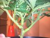 Unknown SC wk6 day2 veg.jpg