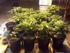 BG-G13 seedling.jpg
