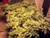 Nothing but Tops wk1 day5 bloom.jpg