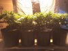SuperCrop Wonder wk1 day5 bloom.jpg