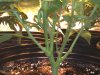 SC wk1 day5 bloom.jpg