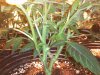 SuperCrop wk1 day5 bloom.jpg