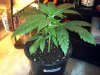 BG #1 wk1 day5 veg.jpg