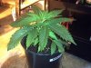 BG #2 wk1 day5 veg.jpg