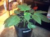 G13 #1 wk1 day5 veg.jpg