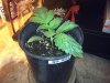 G13 #3 wk1 day5 veg.jpg