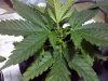 BG #2 1st crop wk1 day6 veg.jpg