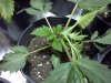 G13 #2 1st crop wk1 day6 veg.jpg