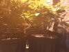 Light-Upper.Lower wk1 day6 bloom.jpg