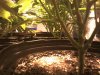 Final UT-wk1 day6 bloom.jpg