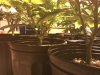 Final U.nderT.rim-wk1 day6 bloom.jpg