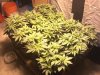 FIM'd wk1 day6 bloom.jpg