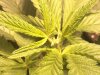 FIM 3-wk1 day6 bloom.jpg