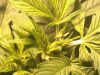 FIM 1-wk1 day6 bloom.jpg