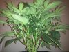 Perfect SuperCrop2 wk2 day4 bloom.jpg