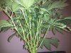 Perfect SuperCrop wk2 day4 bloom.jpg