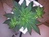BG #2 multi top wk2 day5 veg.jpg