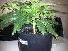 BG #2-SC UP-wk2 day5 veg.jpg