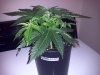 BG #2-SC-wk2 day5 veg.jpg