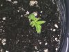 G13 #4 back from the dead.jpg