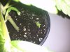 G13 #4 (soljah) sprout.jpg